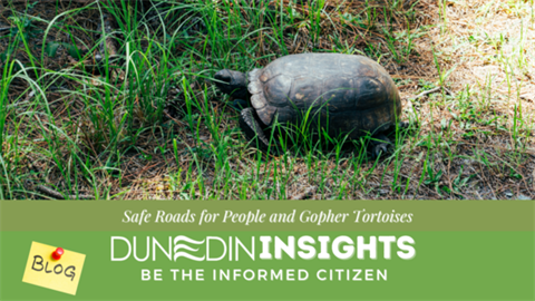 Turtle Insight Header.png