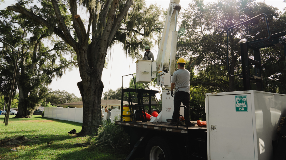 Tree Removal & Grand Tree Pruning Permits City of Dunedin, FL